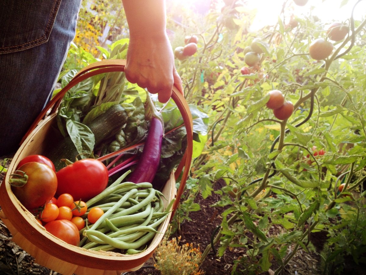 The One Drawback of Backyard Vegetable Plots Most New Gardeners Overlook