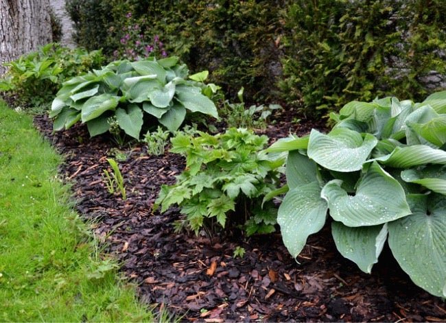 Give Your Garden a Boost with This Guide to Soil Amendments