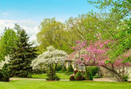 11 Flowering Trees Every DIY Landscaper Should Know
