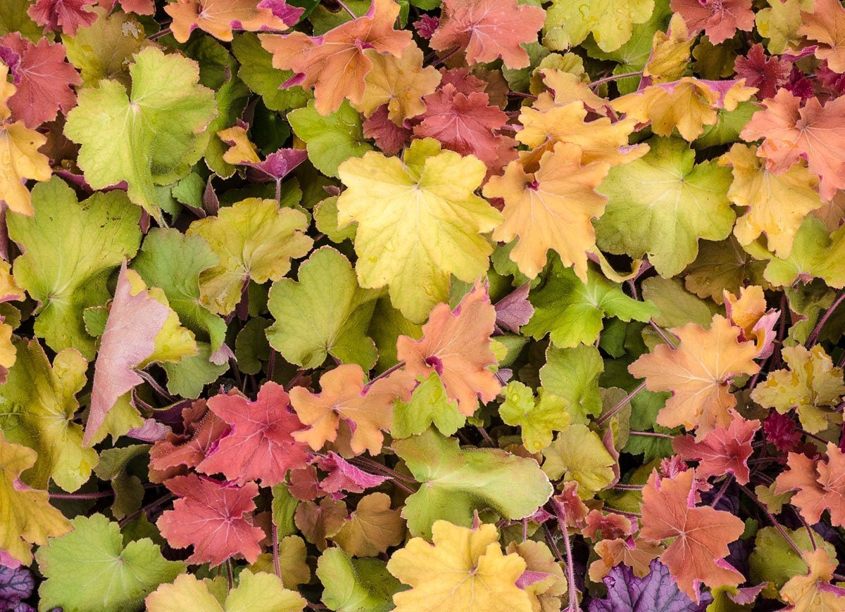 The Best Low-Maintenance Ground Covers for Your Garden