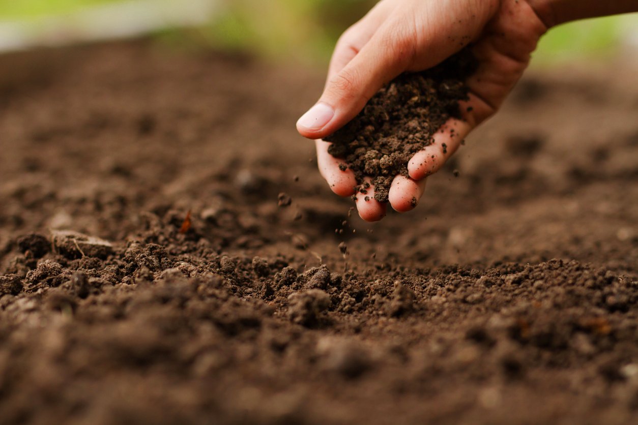 What Is Blood Meal and How Can I Use It in My Garden?
