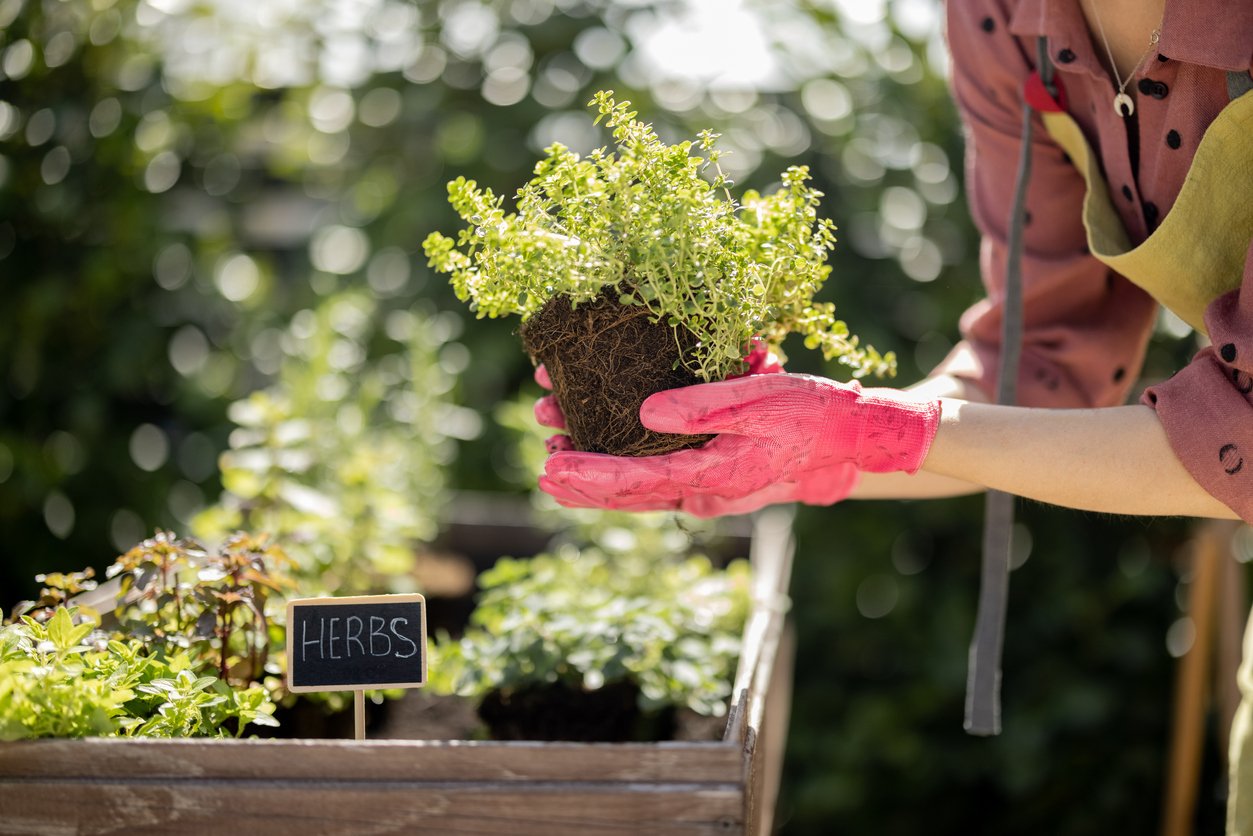 15 Perennial Herbs to Grow for Years of Fresh Flavor, Pest Control, and Cleaning Supplies