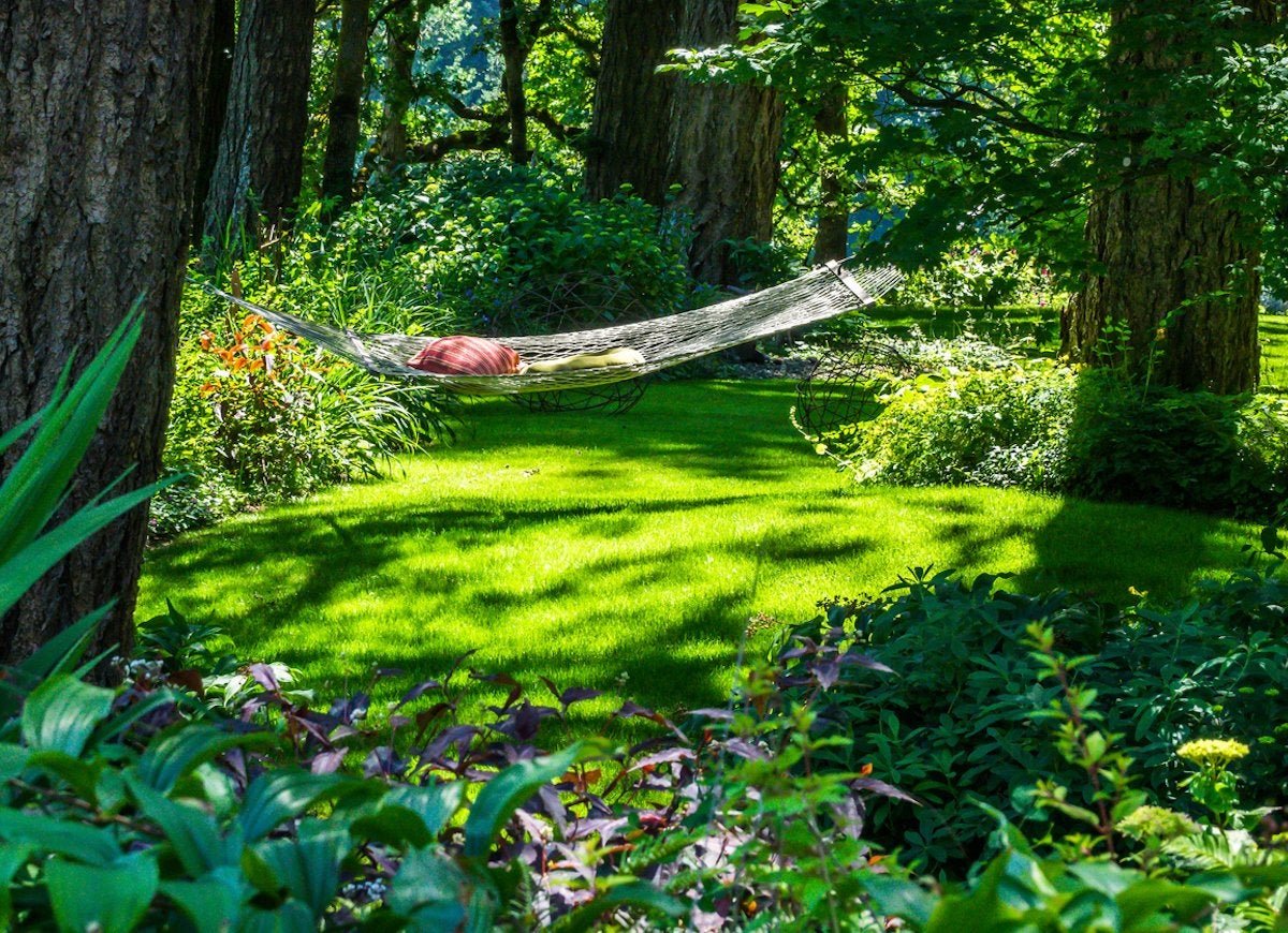 6 Fast-Growing Shade Trees