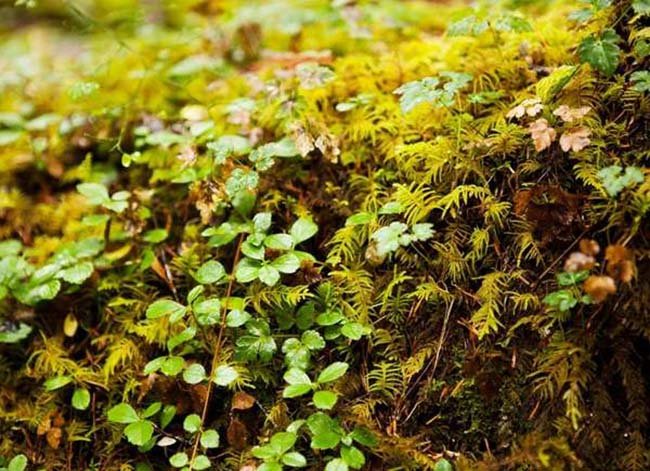 The Best Low-Maintenance Ground Cover Plants for Your Property