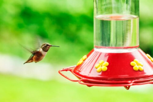 How to Clean Bird Feeders to Keep Your Feathered Friends Safe