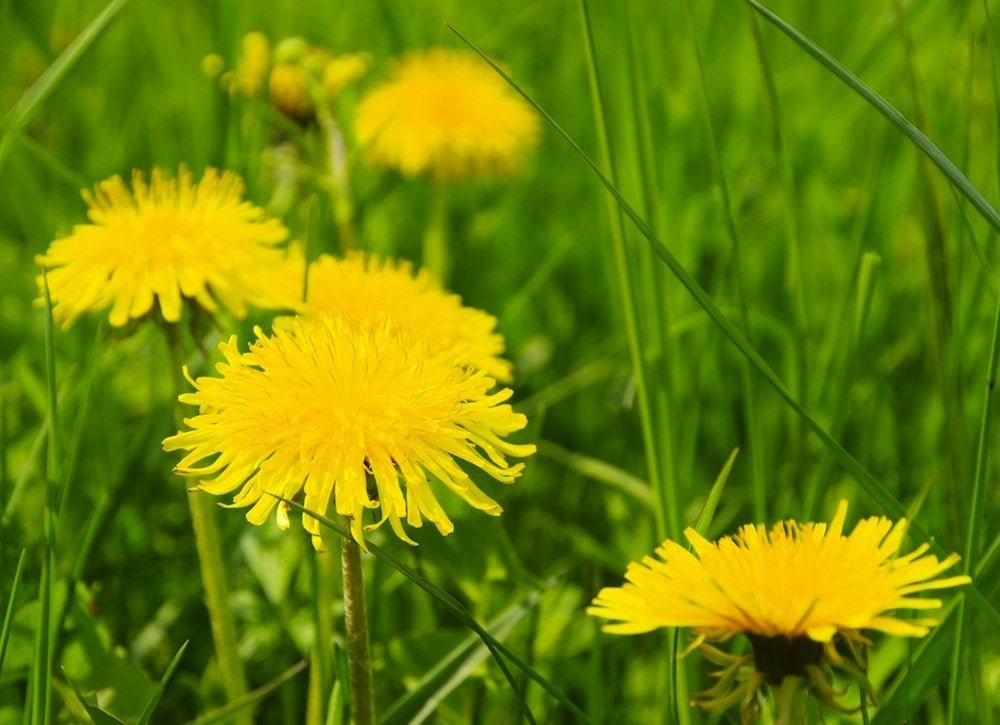 Keep, Don't Kill: 9 Weeds to Welcome