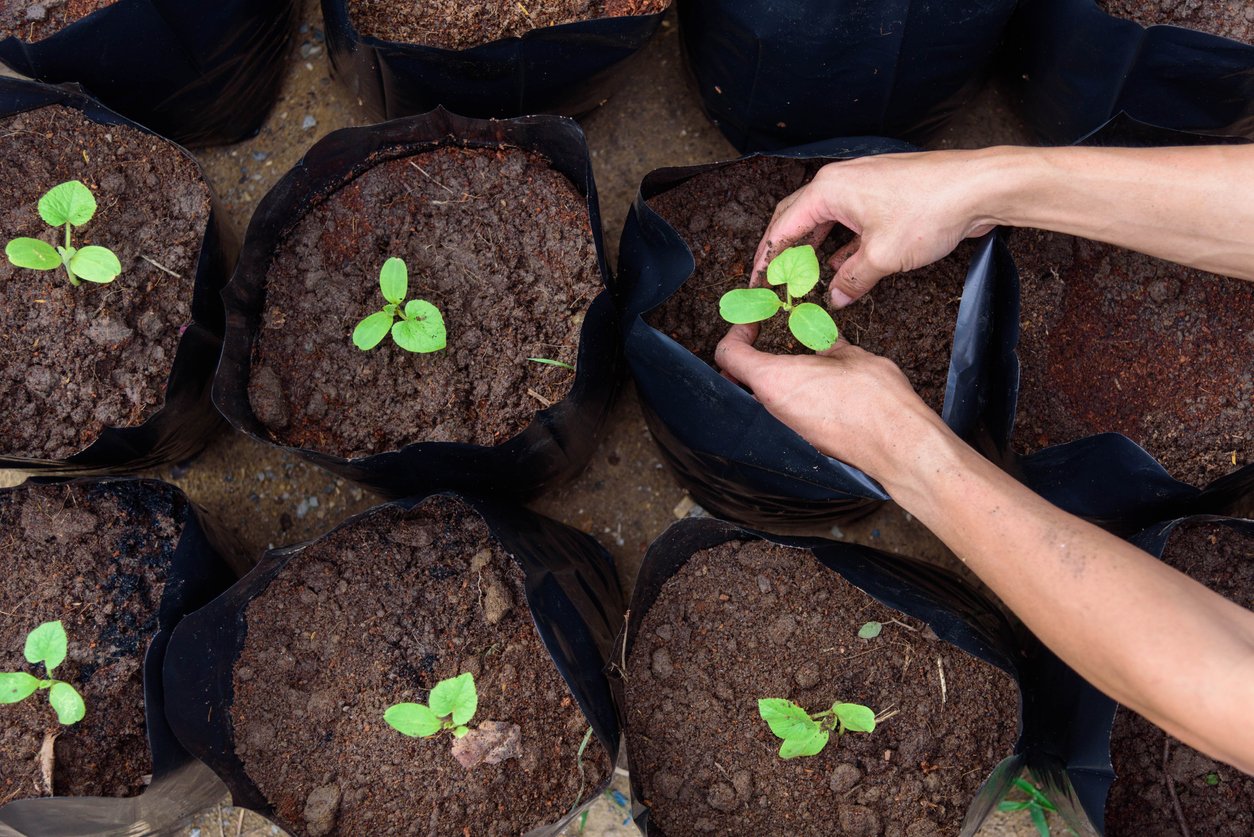 Gardening With Grow Bags: How to Get Started