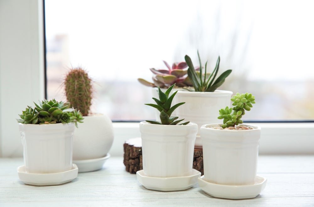 The Best Pots for Succulents of 2023