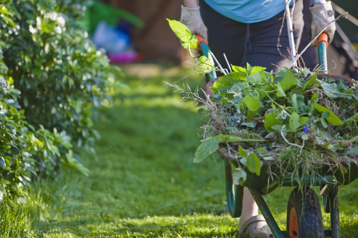 Can You Compost Weeds? Experts Weigh In