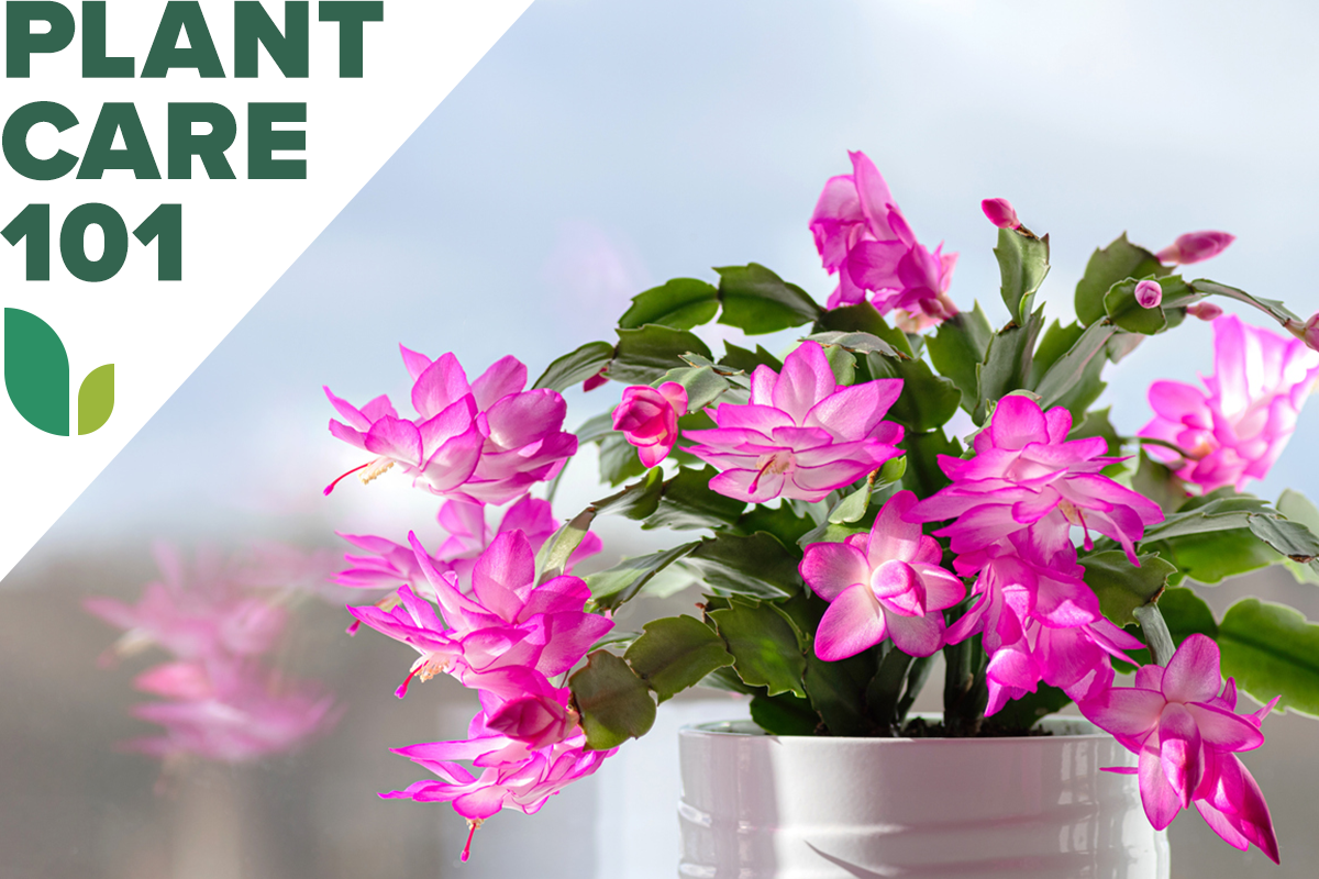 This Guide to Thanksgiving Cactus Care Will Liven Up Your Tablescapes Year After Year