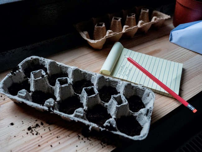 11 Plants You Should Never Start Indoors