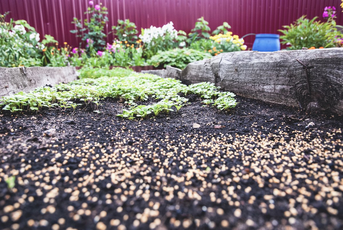 What Is Cover Cropping and How to Use It in Your Home Garden