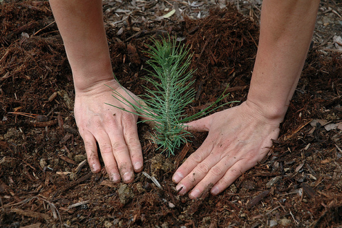 How To: Plant a Tree