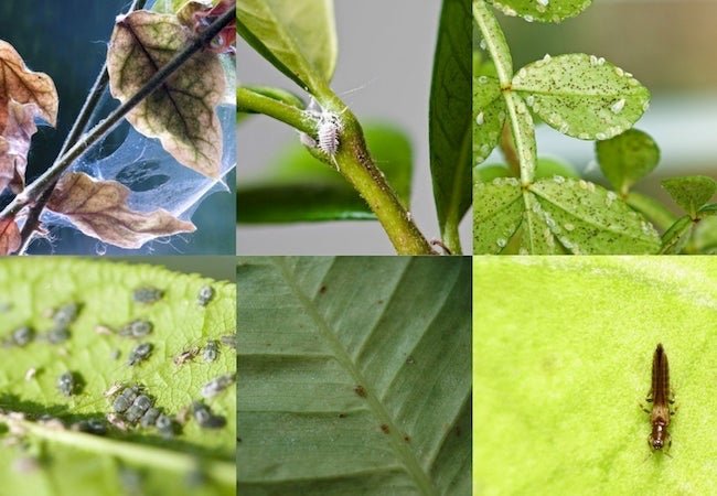 Bug Off: Your Guide to Dealing with Houseplant Pests