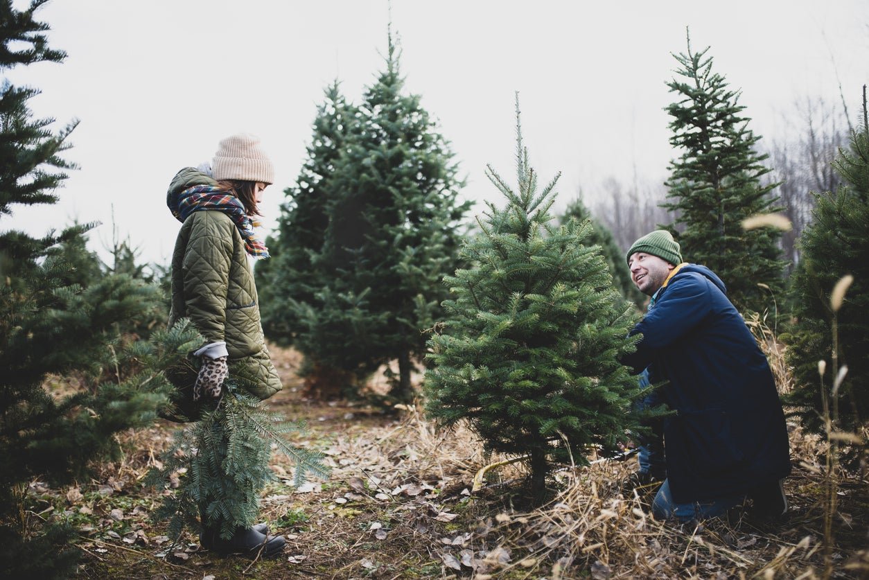 The 7 Best Types of Christmas Trees for Your Home