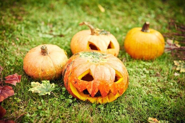 How to Preserve a Pumpkin Without Harming Wildlife