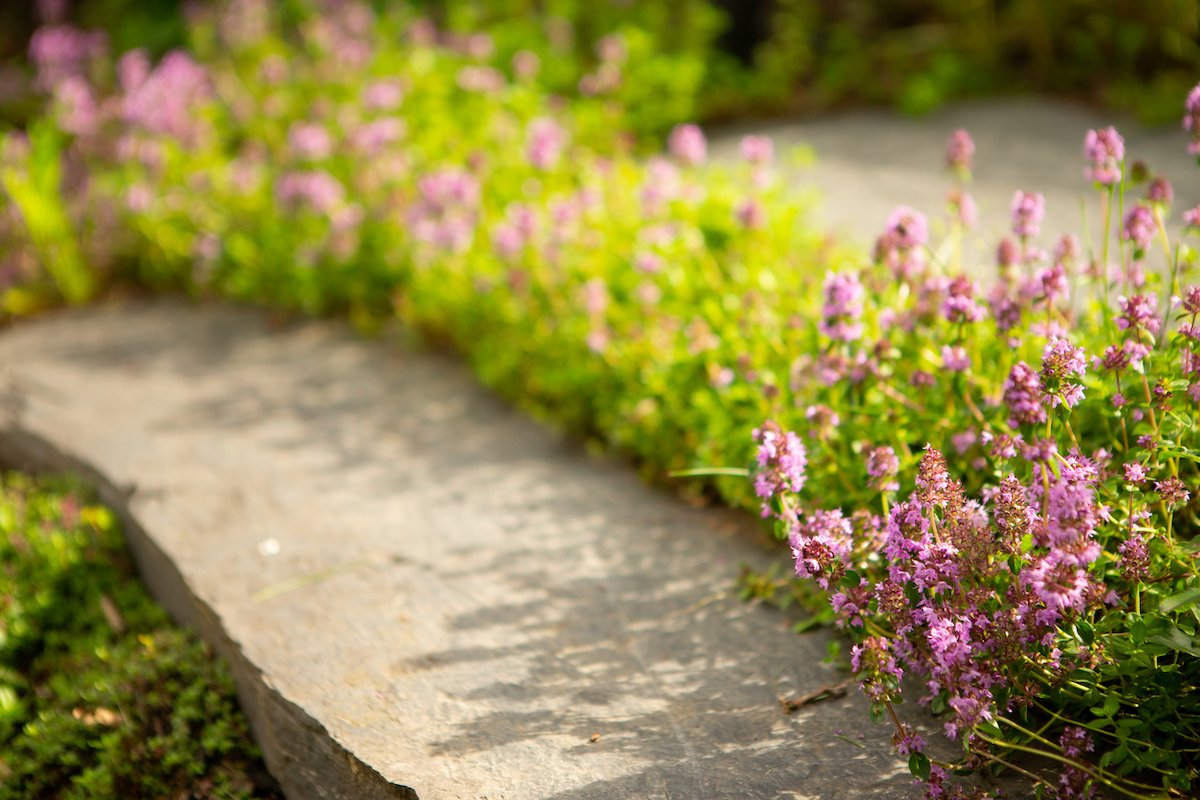 Creeping Thyme Lawn: An Eco-Friendly Alternative to Turfgrass