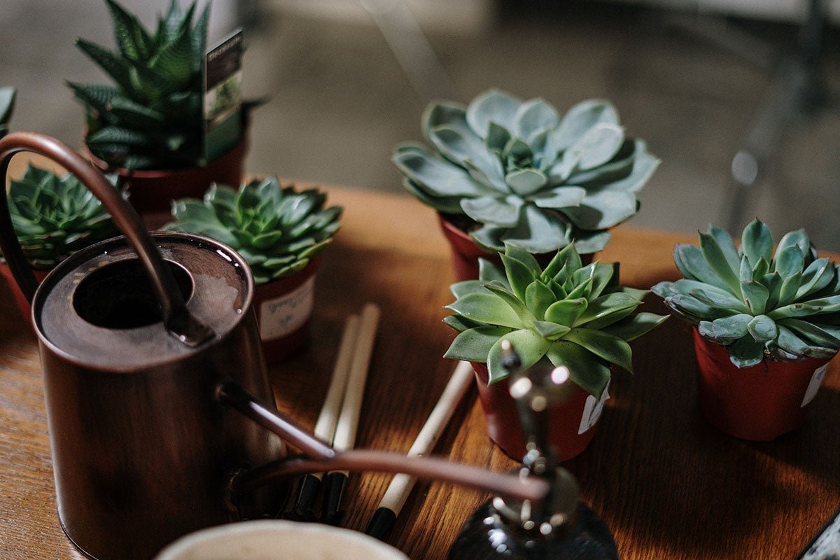 The Best Indoor Succulents For Fuss-Free Greenery