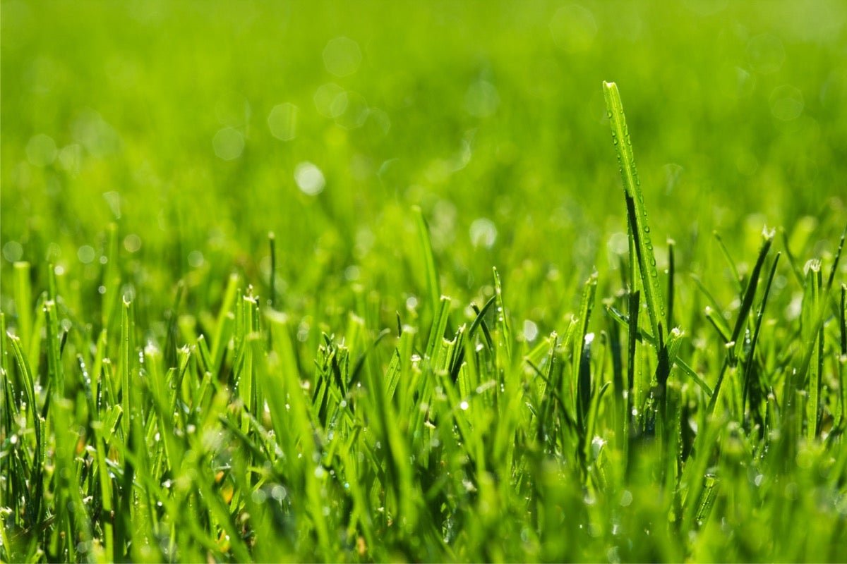 Solved! The Great Debate on Mowing Wet Grass