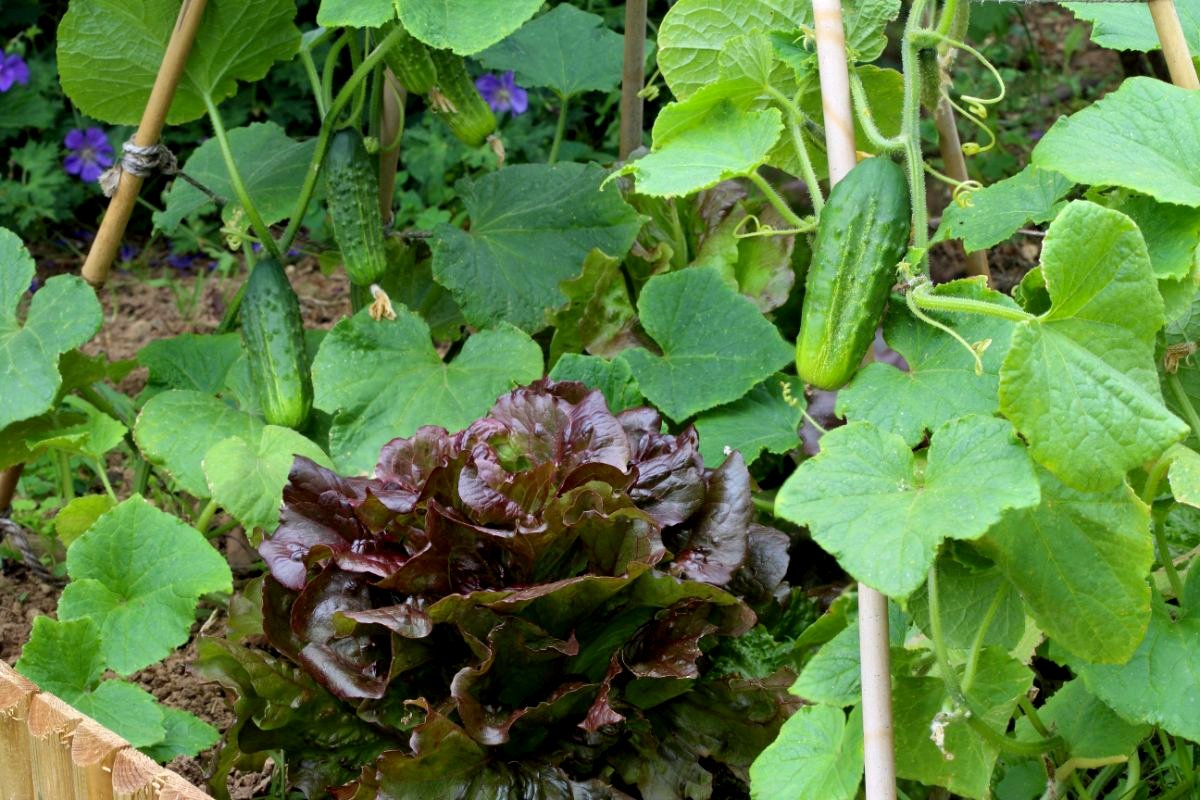 15 Companion Plants for Cucumbers—and 5 to Keep Away—for the Best Harvest