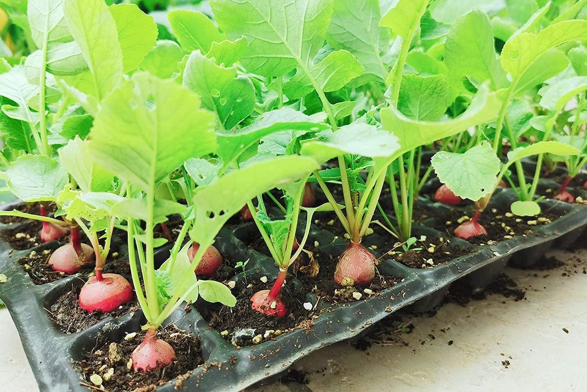 8 Essential Tools and Materials for Starting Seeds Indoors