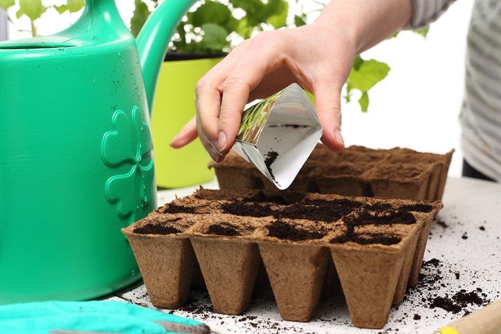 12 Best Flowers for Starting from Seed