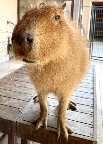Capybaras Harold and Barbara have their own personal back scratchers