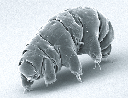 Tardigrade proteins can protect human cells