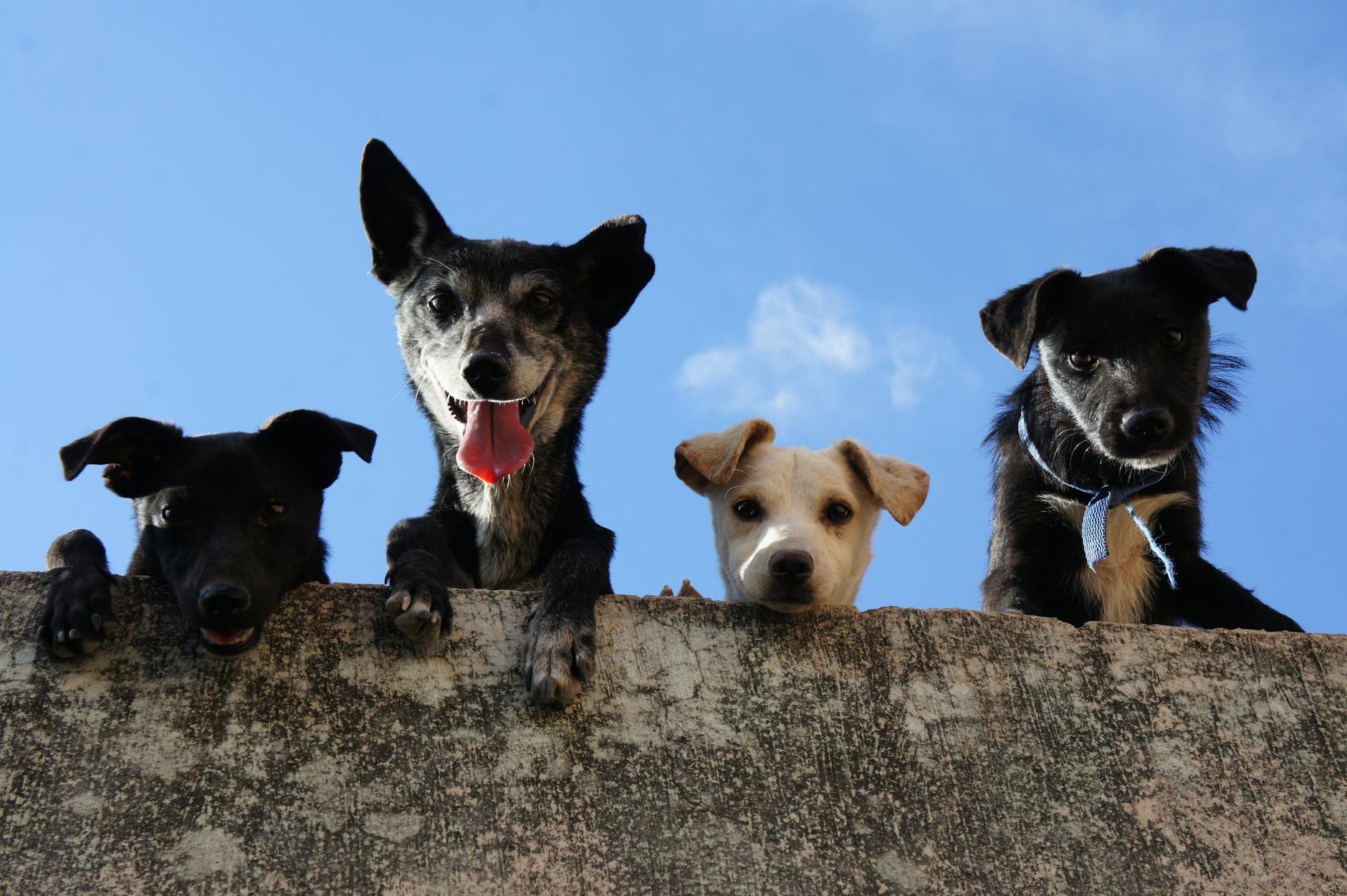 Economists calculate the monetary value of pets