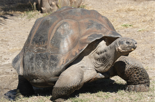 Tortoise hero saves his upside-down buddy