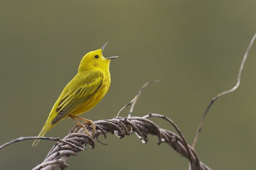 Traffic noise creates angry birds in the Galapagos