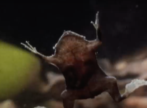 Watch toad babies emerge from little holes on mom's back