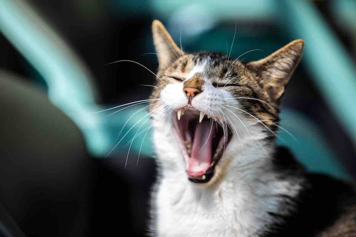 Why psychopaths are less susceptible to contagious yawning