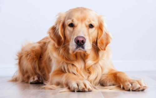 Golden Retrievers are flummoxed by a few inches of water