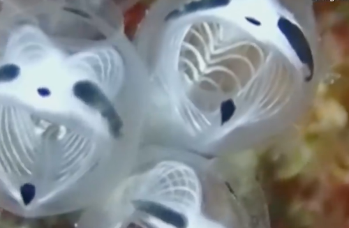 The skeleton panda sea squirt is a stunning newly identified sea creature