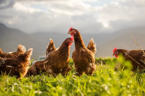 Scientists just added chicken to the ever-growing list of foods that will kill you