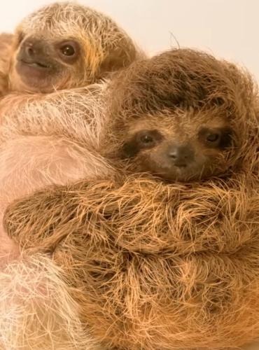 Nothing in this world is cuter than baby animals!