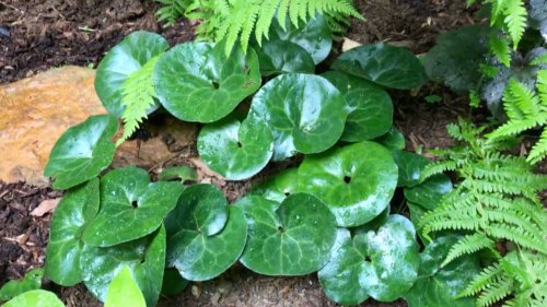 6 Big-Impact, Low-Care Ground Covers