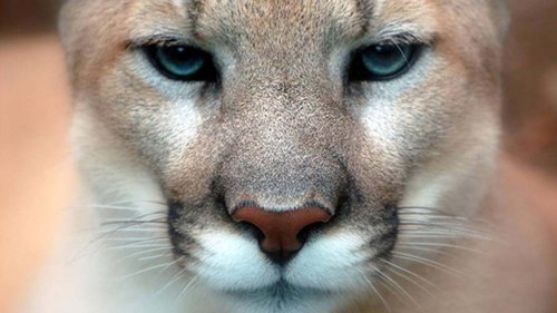 Mountain lion attacks woman in Northern California. Dog badly hurt trying to defend her