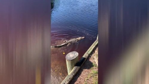 Watch cop hold alligator by the snout as he releases it into Georgia lake