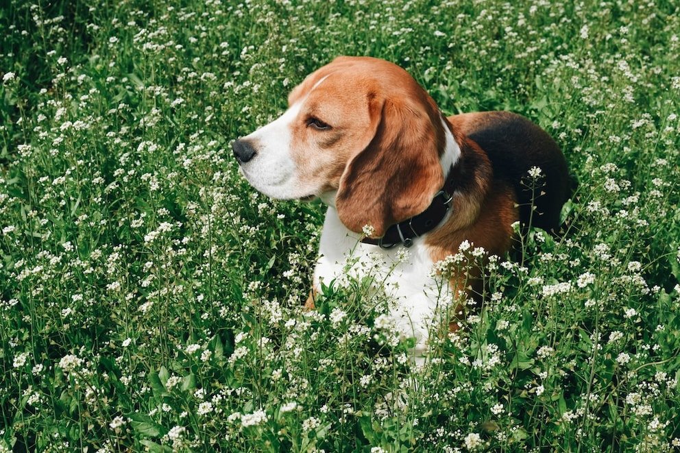Diese natürlichen Mittel können gegen Zecken oder Flöhe beim Hund helfen