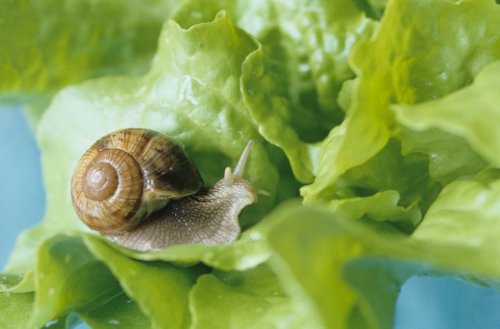 Helfen Kronkorken wirklich gegen Schnecken im Gemüsebeet?