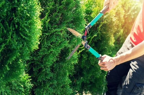 Wer Heckenschnitt vom Nachbarn im eigenen Garten beseitigen muss