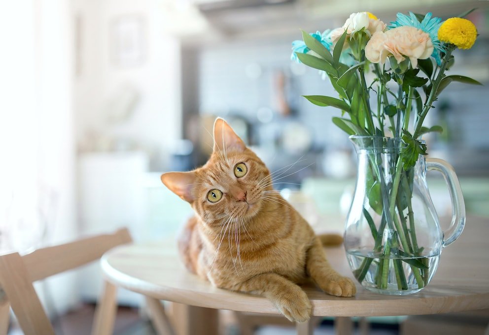 Darum werfen Katzen immer wieder Dinge vom Tisch