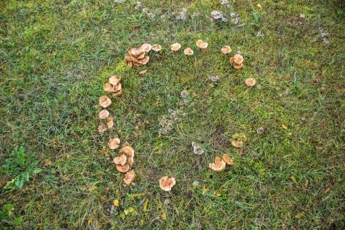 Was hinter den mysteriösen Pilzkreisen im Rasen steckt