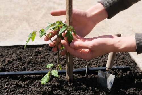 7 typische Fehler beim Vorziehen von Tomaten