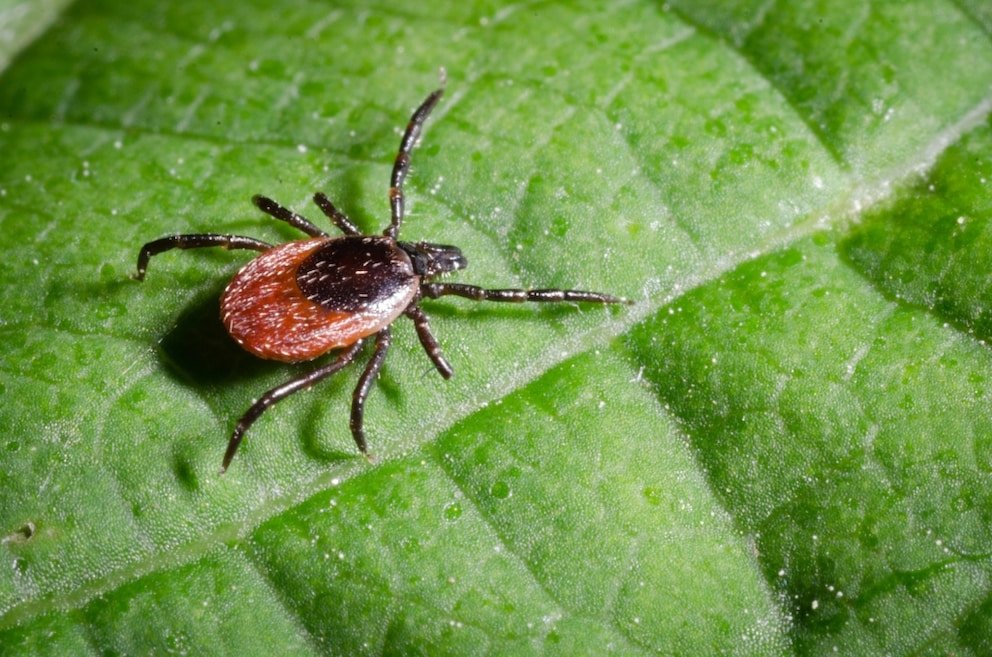 Gefahr durch Zecken! Das sind die offiziellen FSME-Risikogebiete