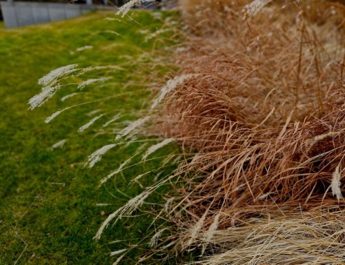 Wie man Gräser im Garten richtig überwintert