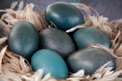 Welche Tiere bunte Eier legen