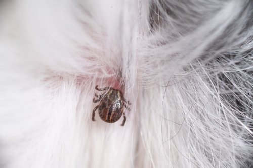Darum sollten Sie Zecken vom Hund nach dem Entfernen einfrieren